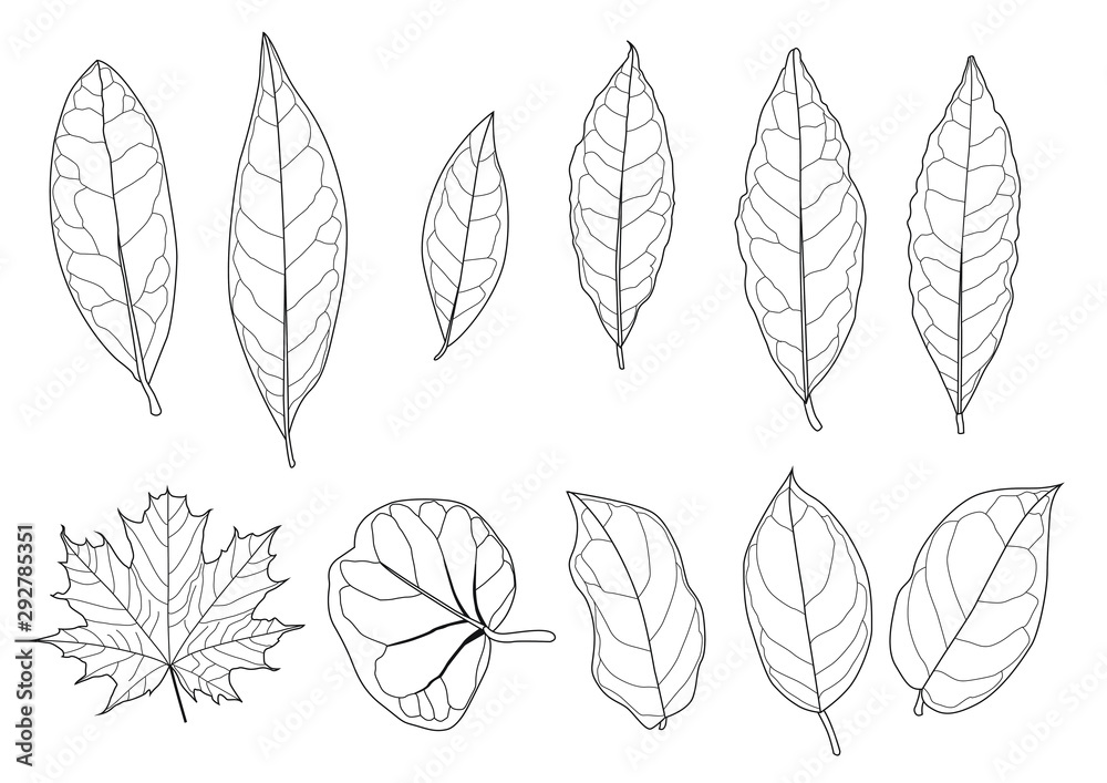 Wall mural Leaves line single leaf and leaf pattern black Bring to color decorate on white background illustration  vector