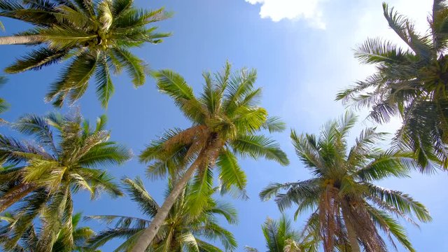 Stock 4k: View up or bottom view coconut palm trees forest in sunshine. Royalty high-quality free video footage scenic view tall coconut palm tree with sun light in the forest when looking up blue sky
