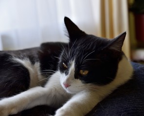 gata negra y blanca relajada en su almohadon