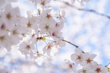 桜の花