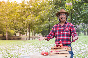 Naklejka na ściany i meble Senior man in the garden carrying a wooden box full of apples in summer, Happy senior people outdoor - Photo