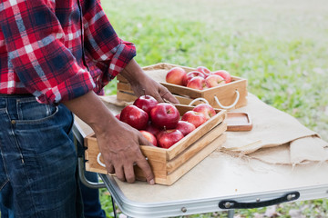 Senior man in the garden carrying a wooden box full of apples in summer, Happy senior people outdoor - Photo