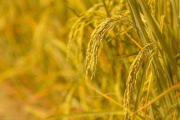 rice field background with blank space