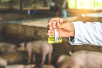 Pig disease researchers hold a chemical experiment bottle to help farmers develop vaccines. Prevent epidemics Ranch concept
