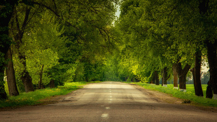 Asphalt road surrounded on both sides by green trees reaching the horizon © CreativeSuburb