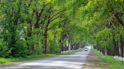 Asphalt road surrounded on both sides by green trees reaching the horizon