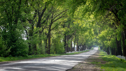 Asphalt road surrounded on both sides by green trees reaching the horizon