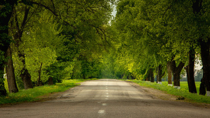 Asphalt road surrounded on both sides by green trees reaching the horizon