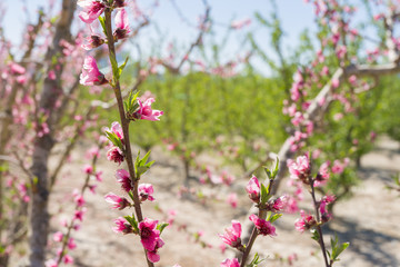 Beautiful pink peach flowers petals and trees blooming on a spring sunny day
