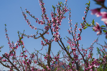Beautiful pink peach flowers petals and trees blooming on a spring sunny day