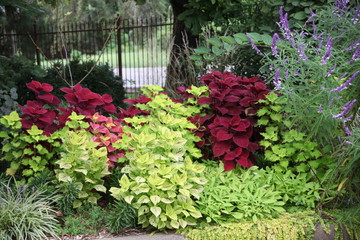flowers in the garden green red 