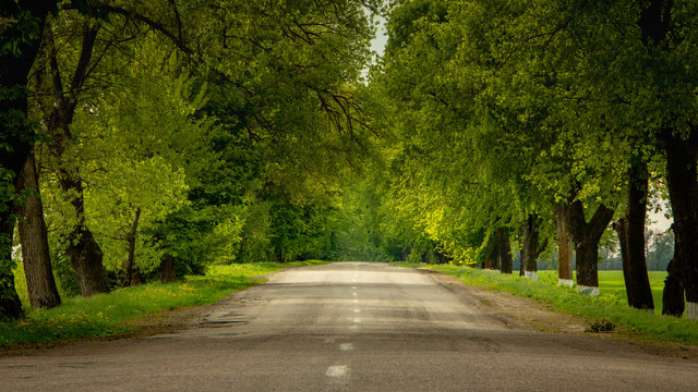 Asphalt Road Surrounded On Both Sides By Green Trees Reaching The Horizon