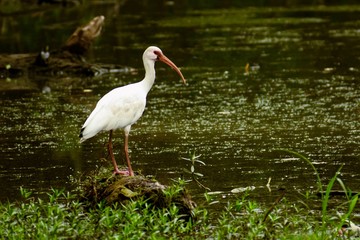 White Ibis