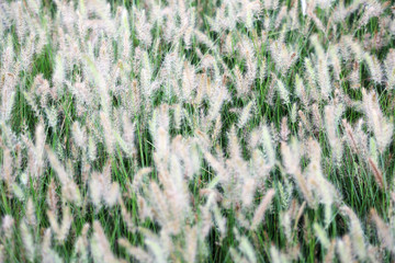 close up of white reeds grass background