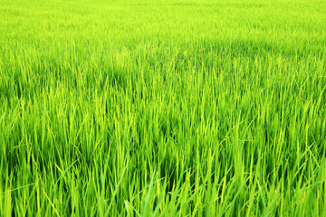 landscpae of fresh rice plantation background