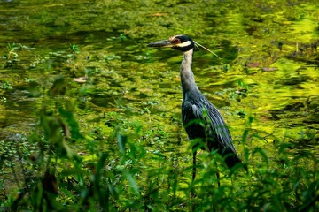 Yellow crowned night heron