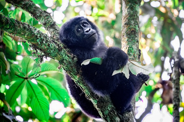 juvenile mountain gorilla
