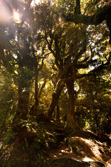 Obraz premium View of Goblin's Forest, Egmont national Park, NZ