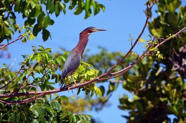 A blue heron resting on a tree branch
