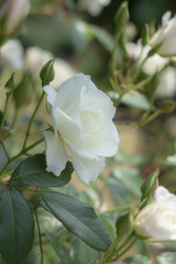 白いバラ