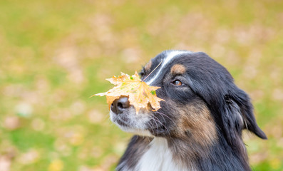 Australian shepherd dog with leaf on the nose sitting in autumn park. Empty space for text
