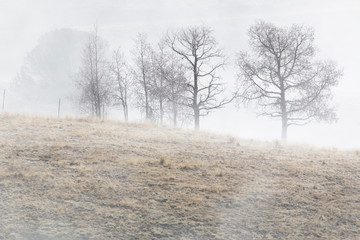 Ghostly Figures in Foggy Mine Country