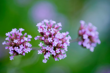 Fototapeta na wymiar Close up Light purple small flowers in the garden, in the field. 