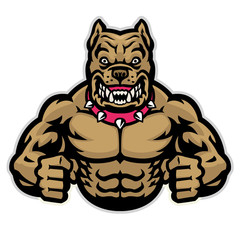 angry muscle pitbull