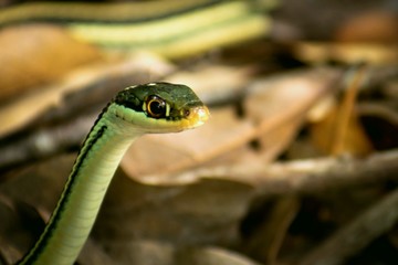 Garter snake