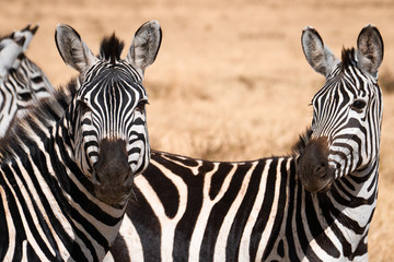 Naklejka premium zebras