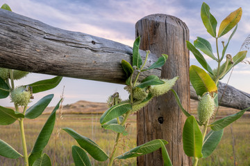 common milkweed and wooden fence