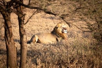 male lion