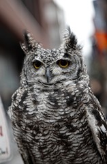 portrait of an owl