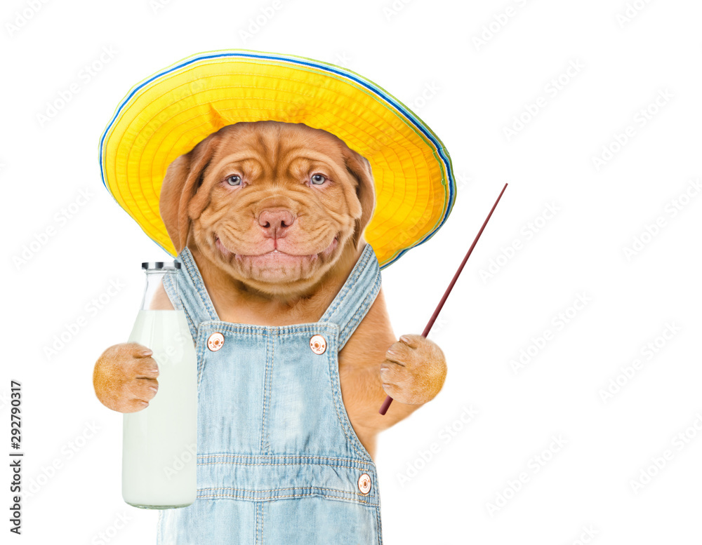 Poster Funny puppy with a bottle of milk pointing away on empty space.  isolated on white background