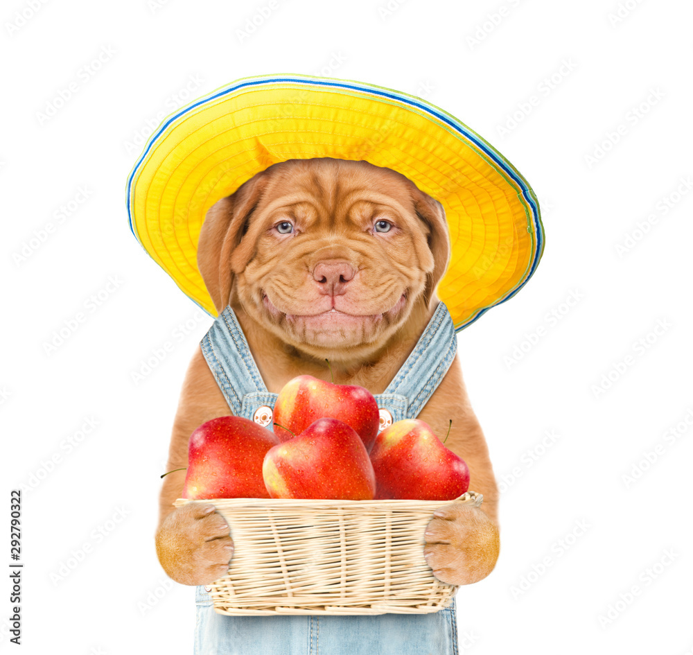 Poster smiling puppy farmer with summer hat holding basket of apples. isolated on white background