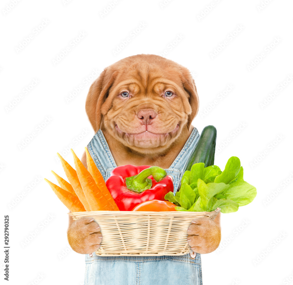 Poster smiling puppy farmer with a basket of vegetables. isolated on white background