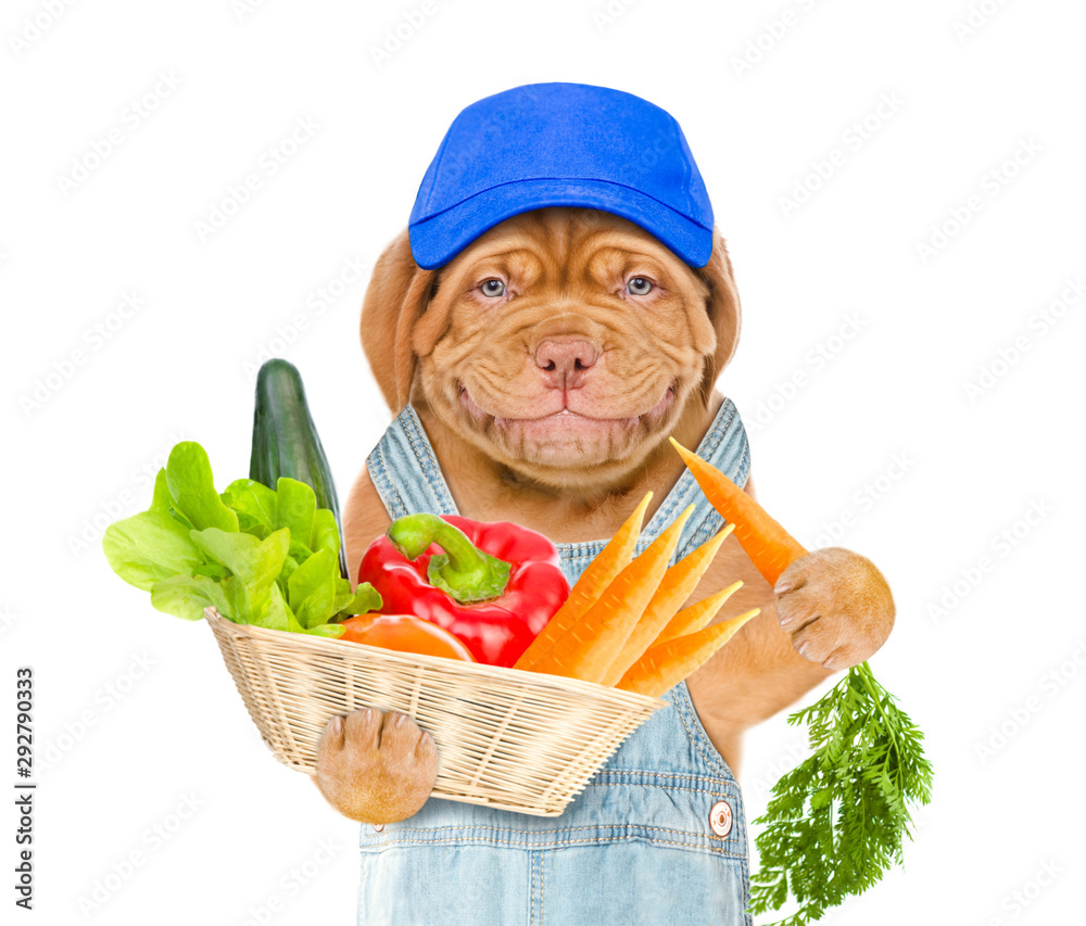 Poster smiling puppy farmer in blue cap with a basket of vegetables eat carrot. isolated on white backgroun