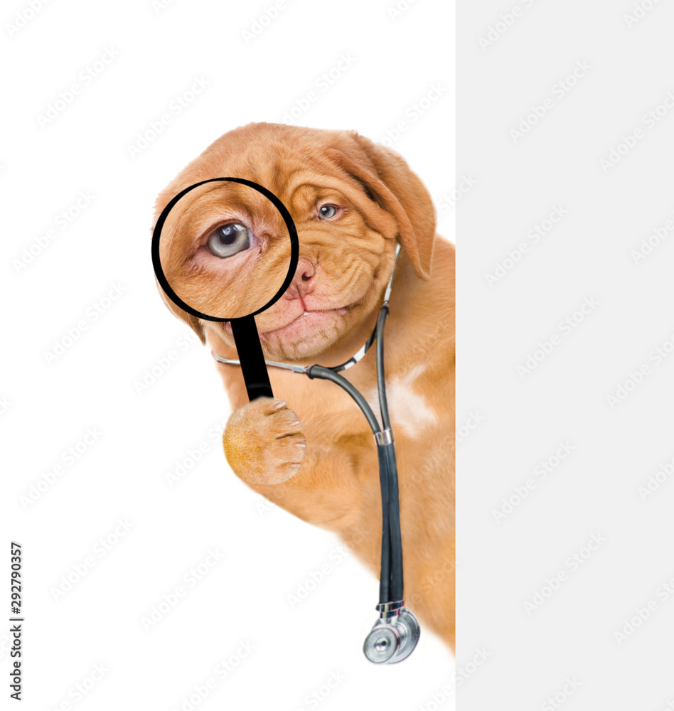 Aufkleber Smiling puppy with a stethoscope on his neck  looks through a magnifying lens behind empty banner. Isolated on white background