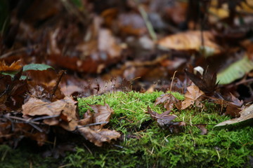 落ち葉と苔