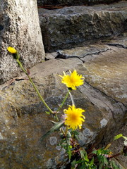 Naklejka premium yellow flowers on a rock