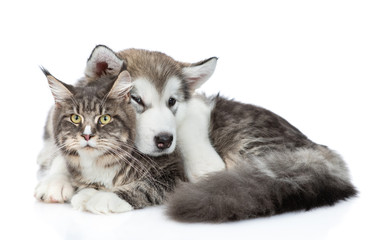Sad Alaskan malamute puppy  embracing adult maine coon cat. isolated on white background