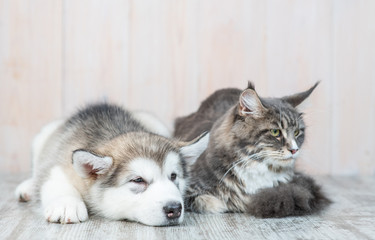 Alaskan malamute puppy lying with adult maine coon cat on the floor at home