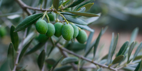 green olives growing in mediterranean olive tree