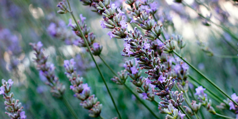 Fototapeta premium close up of lavender flower in provence -south of france -