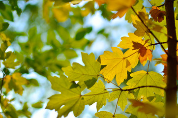 Yellow and red leaves on trees in autumn park. Abstraction of colorful autumn leaves.