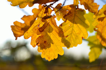 Yellow and red leaves on trees in autumn park. Abstraction of colorful autumn leaves.