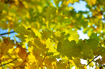Yellow and red leaves on trees in autumn park. Abstraction of colorful autumn leaves.