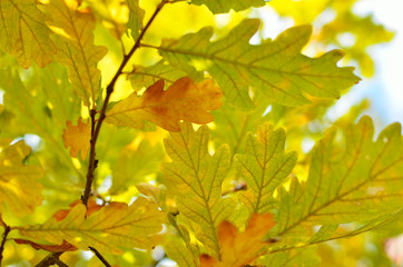 Yellow and red leaves on trees in autumn park. Abstraction of colorful autumn leaves.