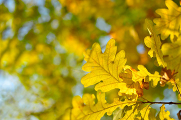 Yellow and red leaves on trees in autumn park. Abstraction of colorful autumn leaves.