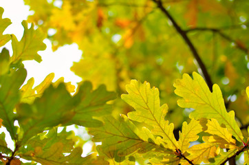 Yellow and red leaves on trees in autumn park. Abstraction of colorful autumn leaves.